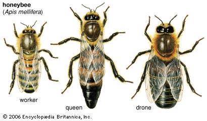 Understanding Honeybees Three castes