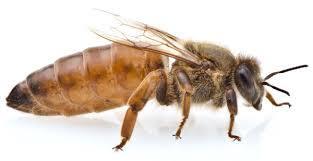 Understanding Honeybees Queen (female) Lives 2-3 years Mating Flights Days ~20-24 With