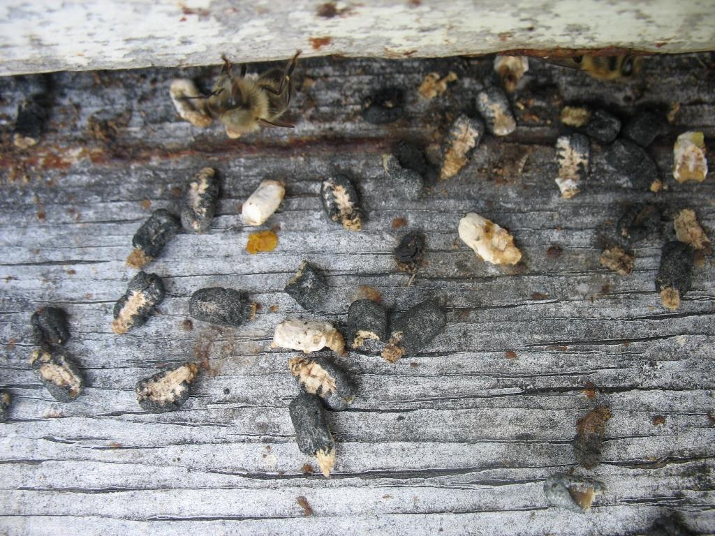 Pests and Diseases Common Diseases Chalkbrood Fungal disease Affects larvae