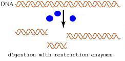 appropriate restriction enzyme. 2.
