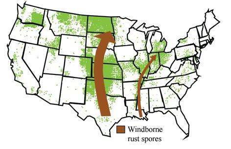 Wheat Rust Diseases Disease Cycle Primary Host uredinia Wheat Berberis spp.