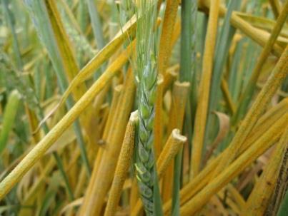 Wheat Rust Diseases Extent