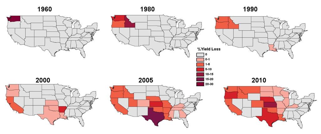 Stripe Rust Losses in the U.S. (by state) Pre-2000 Post-2000 Mainly the Pacific