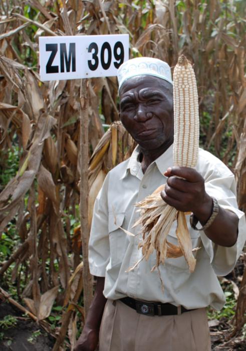 Tackling drought in Africa CIMMYT and IITA first maize varieties capable of withstanding drought and low soil nitrogen 2002: Over 500 tons of commercial quality seed released.