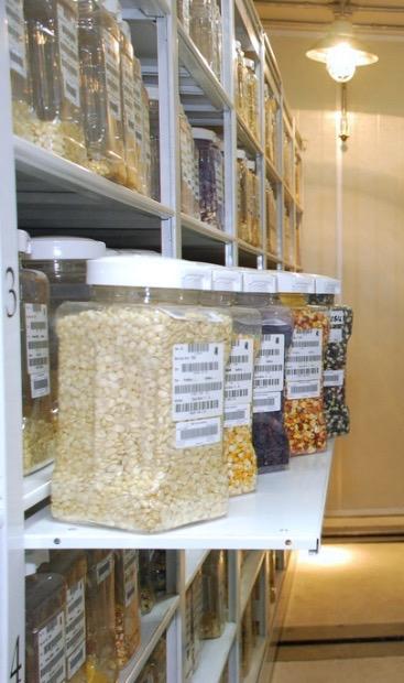 Wellhausen-Anderson Genetic Resources Center Opens World s largest collection: 175,000 maize and wheat accessions ISO-certified germplasm banks