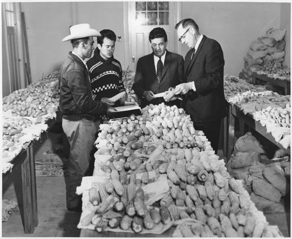 Sin maize no hay país without maize there is no country 800 Mexican maize varieties collected By 1947, ten new varieties were available 1948 Mexico achieves self