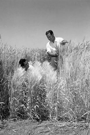 The success of Borlaug s wheat program 1. Rust resistance 2.