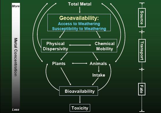 Metal Speciation and Toxicity In order for metals to cause toxicity, they must be bioavailable and in a specific form, usually the free ion Metals in the environment are present in many forms or