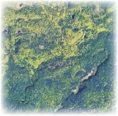 estimation and mapping of forest