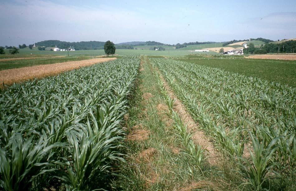Organic Corn - 1995 Drought Better infiltration, retention, and