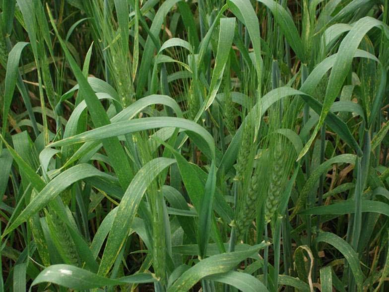 Wheat grown on composted soil