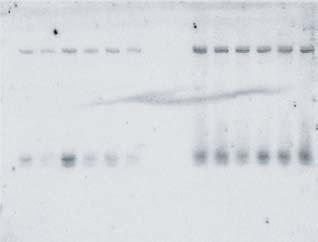 RNA 20ug total RNA -223 5ug total RNA