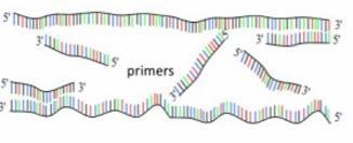 These are the four nucleotides used by DNA polymerase to extend an annealed primer DNA polymerase requires magnesium for activity.