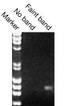 Post-PCR analysis Once the PCR has finished, you need to analyze the products. The usual way of doing this is to size fractionate the DNA through an agarose gel.