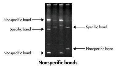 Smeared Bands Too much template was added Primers contained impurities Template contained an exonuclease or was degraded Important Links Topic Polymerase Chain Reaction link PCR Animation PCR