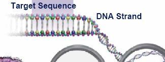 1- DNA template DNA containing region to be
