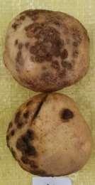 Image 1. Potato scab, Streptomyces spp., and Rhizoctonia solani, left to right, Alburgh, VT, 2016.