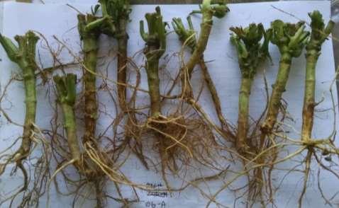 Image 2. Root disease infection on snap beans, Wolcott, VT, 2016. Table 1. Agronomic information for high glucosinolate mustard (HGM) as a biofumigant trial 2016, Alburgh, VT.