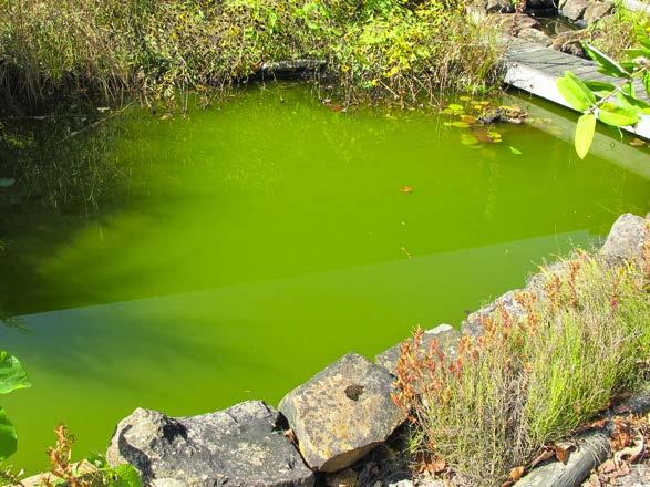 It is not uncommon for stormwater ponds to develop large floating mats of algae during the warm months of the year.