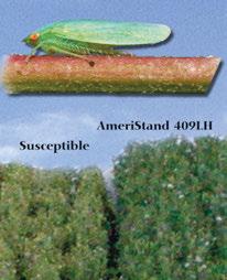 AmeriStand 419LH Brand Selected for enhanced glandular hair trait expression with excellent winterhardiness High resistance to six common alfalfa diseases plus leafhopper and aphids Multi-foliate