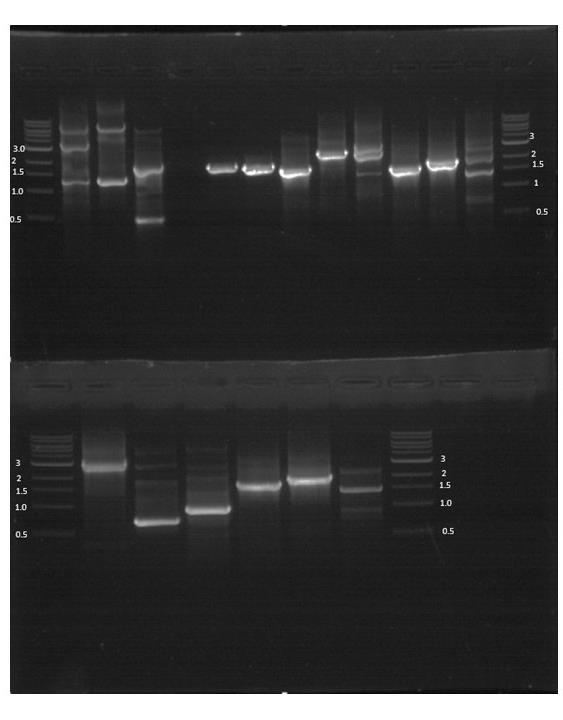 Figure S1: Electrophoresis gel image to confirm monokaryotic deletion of dicer genes by nested PCR. Lanes as indicated in table S1.