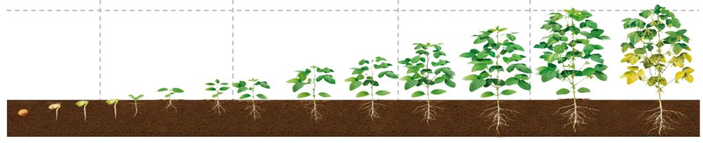 Combined Offering to Fully Address Farmers Needs The Soybean Brazil Example(1) Seed Treatment Seeds Weed Management Pest Management Disease Management + Soybean plants with higher yield potential +