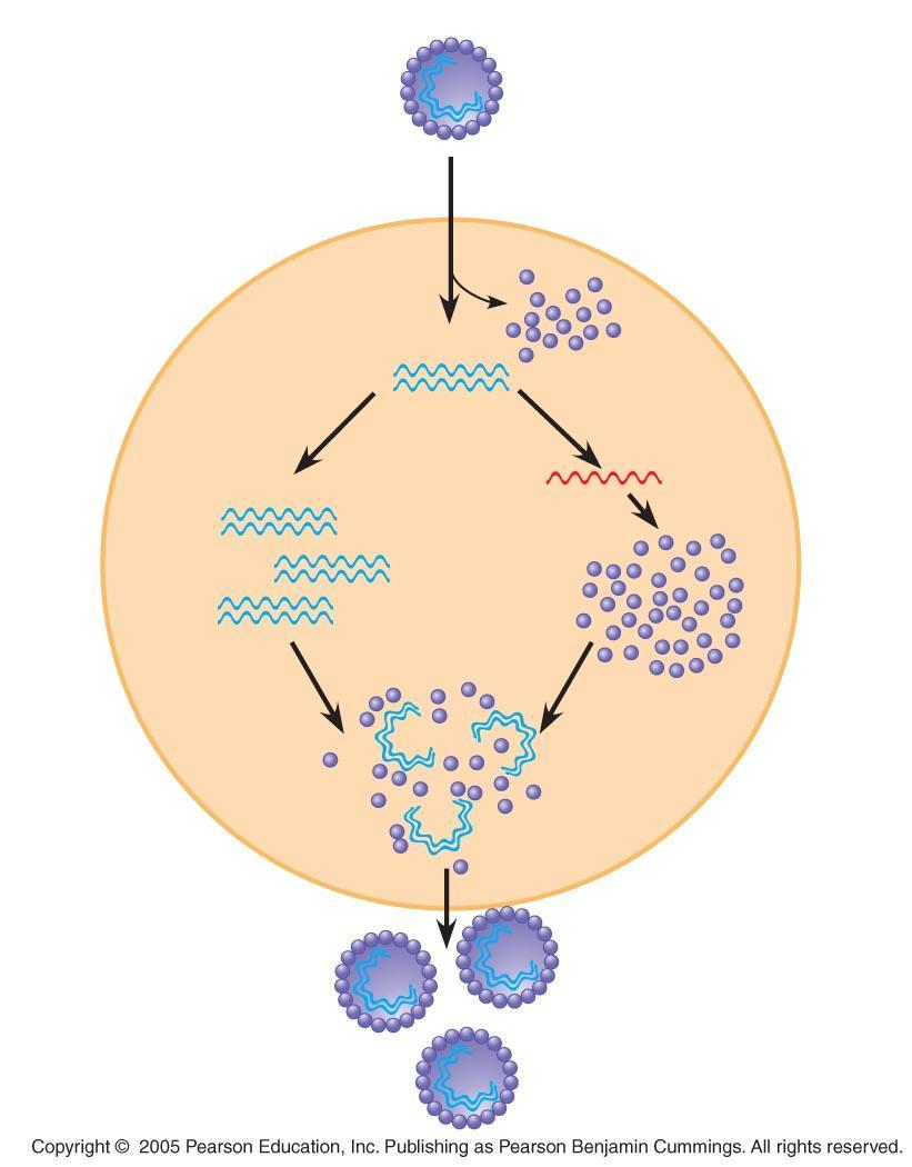 Entry into cell and uncoating of DNA DNA Capsid VIRUS Replication Transcription HOST CELL Viral
