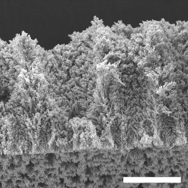 100 µm Figure S3. The thickness of Cu 2 O-Cu foams with deposition time of 120 s.