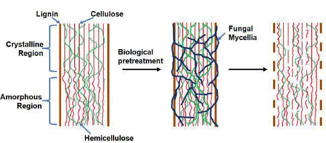 Figure 5: Representation of delignification and alteration of lignocellulosic structure through biological pretreatment with white-rot fungi [78]. 3.2.