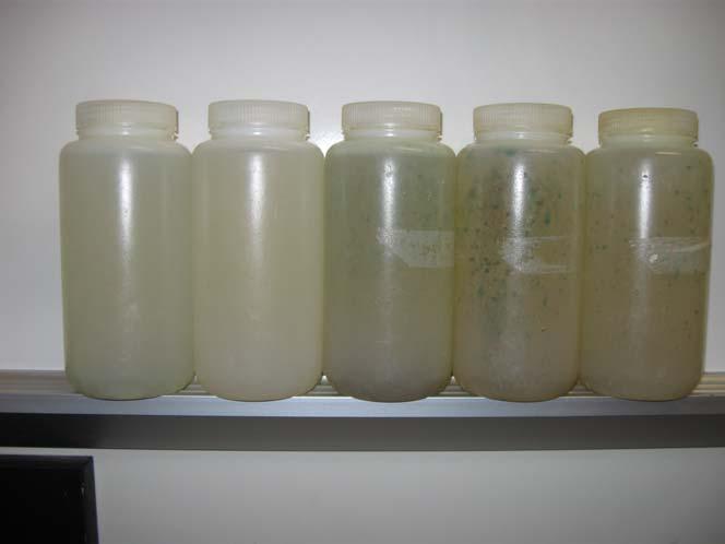Figure 4. Algal Growth in Samples Related to Turbidity The samples in figure 4 are arranged in order of decreasing turbidity from left to right in the photo.