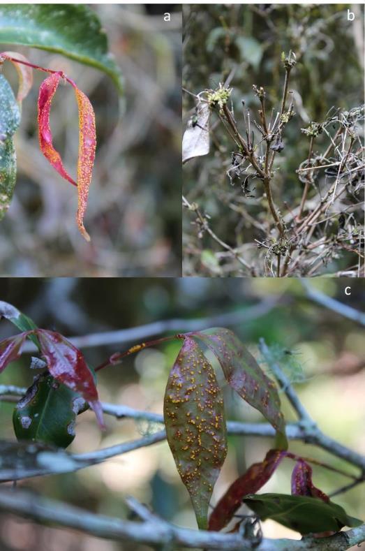 Figure 84 Rhodamnia maideniana with Austropuccinia psidii sori on new growth flush (a) and expanding foliage (c) and