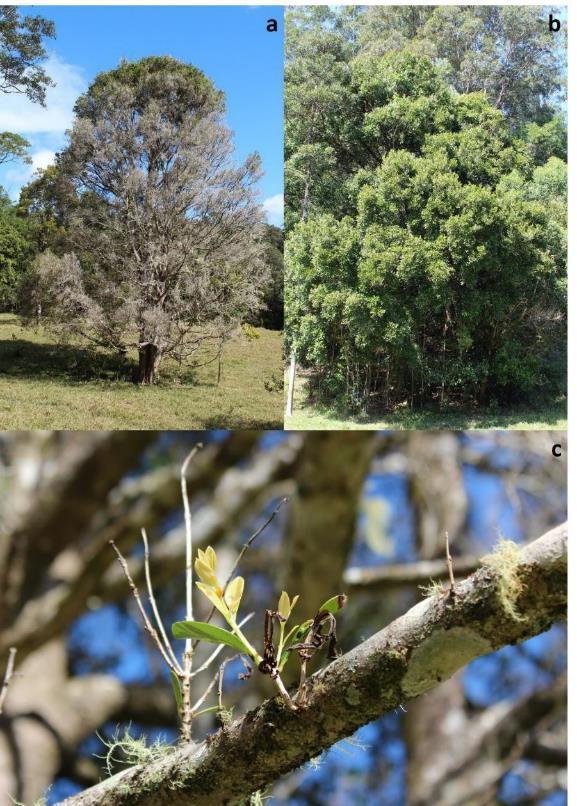 Figure 85 Syzygium corynanthum with (a) severe defoliation and branch dieback compared to a relatively healthy tree with a dense canopy.