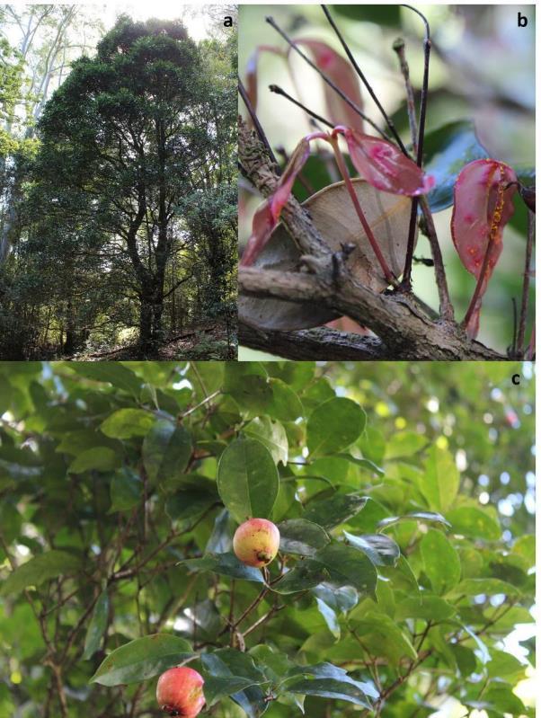 Figure 87 Mature Syzygium hodgkinsoniae showing early stage of decline in the lower canopy (a) with evidence of branch dieback and epicormic shoots, all of which are