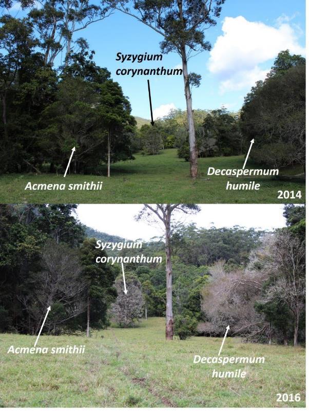 Figure 88 Progression of decline from 2014 (top) to 2016 (bottom) on Acmena smithii, Decaspermum humile and Syzygium