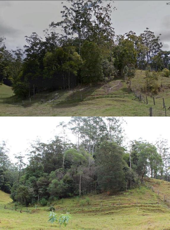 Figure 89 Photographs showing decline of the mid-story made up of Archirhodomyrtus beckleri, Decaspermum humile and Gossia hillii at a second site in the Tallebudgera Valley.