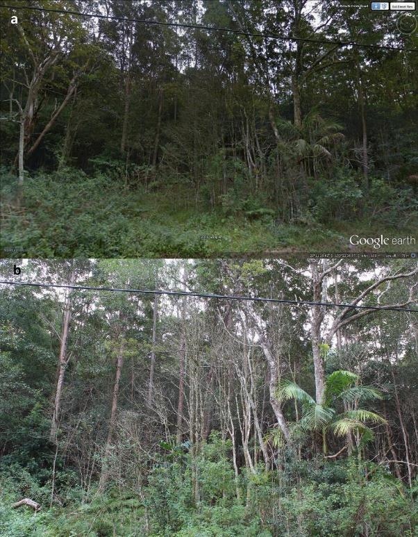Figure 90 Photographs showing decline of the mid-story made up of Archirhodomyrtus beckleri, Decaspermum humile, Gossia hillii and Rhodomyrtus psidioides at a third site in the Tallebudgera Valley.