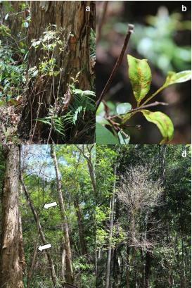 Figure 28. Lenwebbia sp. Blackall Range saplings with dieback and infection (a,b) and trees 100% defoliated as a result of repeat infection by A. psidii (c,d).