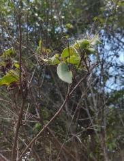 Original rating Highly - Extremely susceptible Widespread and common in rainforests in New South Wales and SE Queensland Impact of myrtle rust: Infection on flowers and fruit Decline and