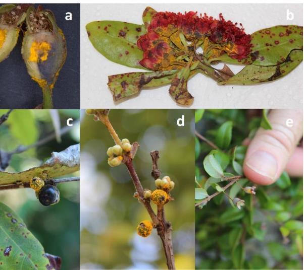 Figure 31 Austropuccinia psidii infection on the flowers and fruit has been identified from a range of species having a direct effect on fecundity.