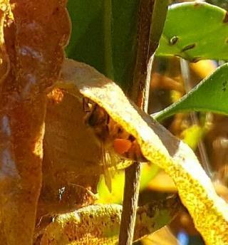 Figure 32 Syzygium jambos foliage covered in Austropuccinia psidii uredinia and urediniospores with a European honey bee (Apis melifera) foraging rust spores - Photo Vanessa Brake (DAWR) Impact of