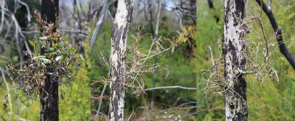 Figure 43 Impact of Austropuccinia psidii infection on Melaleuca quinquenervia coppice regeneration following fire with infection initially causing