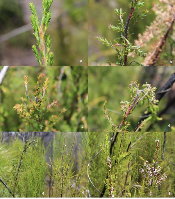Figure 53 Austropuccinia psidii infection on Leptospermum laevigatum was restricted to juvenile stems (a, b) with no evidence of infection on leaves, Infection on stems resulted in distorted