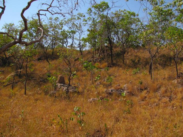 Savanna Tree cover varies from closed canopy forest in the moister areas, through open forest to open, parklike woodland.