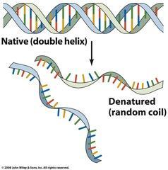 1. Denaturation = melting of doublestranded DNA at high temperature to