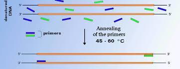 2. Annealing (= primer annealing) = hybridisation of the two
