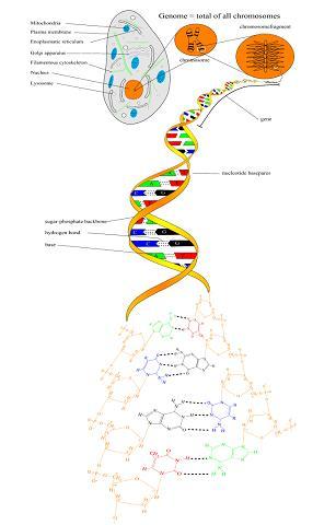 DNA (deoxiribonucleic acid) - In the nucleus of almost every cell - Equal amounts in every cell - Double-stranded: two complementary strands, which
