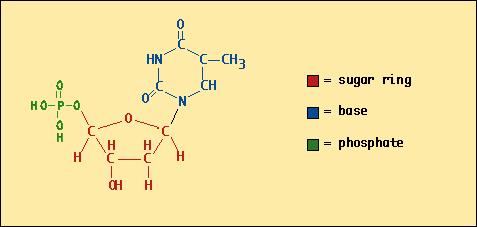 - Nucleotides: The primary structure