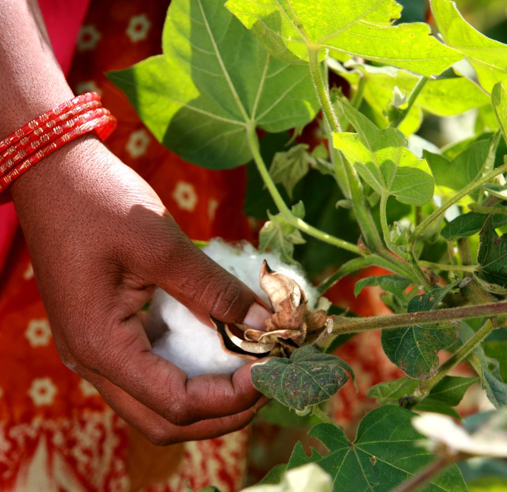 INTRODUCTION Cotton, a warm climate crop, is essentially produced for its fibre, which is a raw material for producing cotton yarn in textile industry.