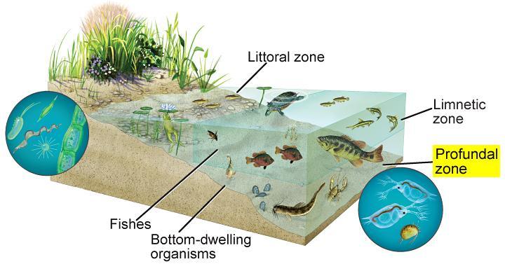 3.3 Aquatic Ecosystems The profundal zone is the deepest areas of a