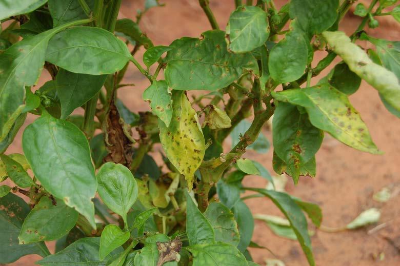 copper fungicide or with mixtures of copper and conventional fungicides is